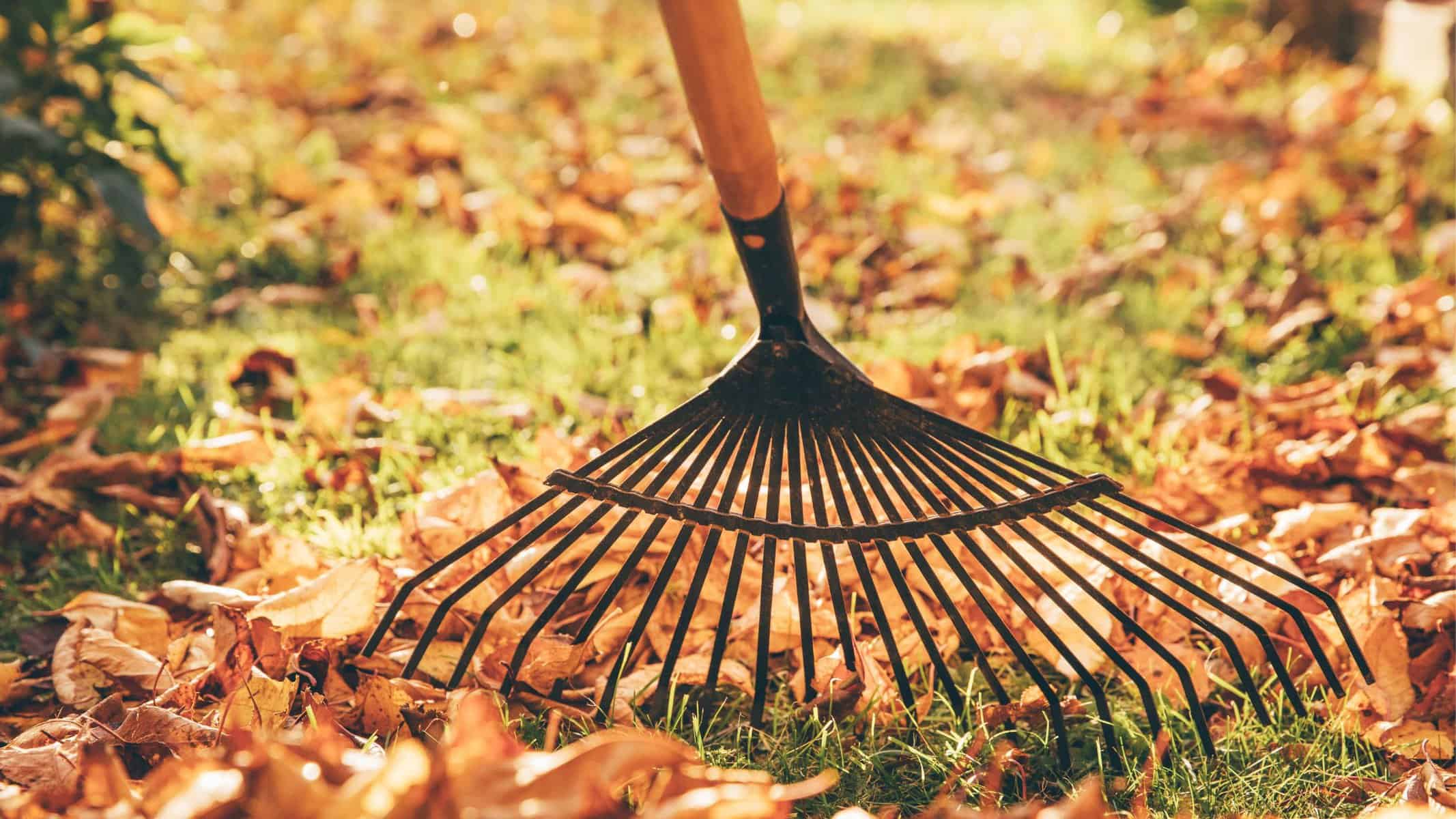 Cleaning Up Fall Leaves | What Is The Best Way To Clean Leaves?