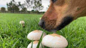 Are Backyard Mushrooms Poisonous To Dogs? [Toxic Mushrooms]