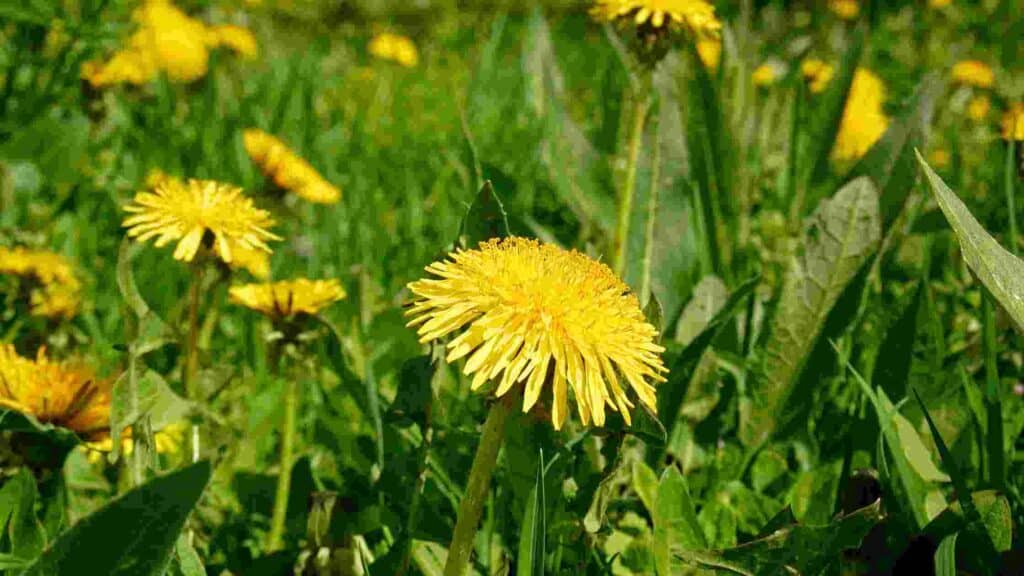 can you eat dandelions flowers