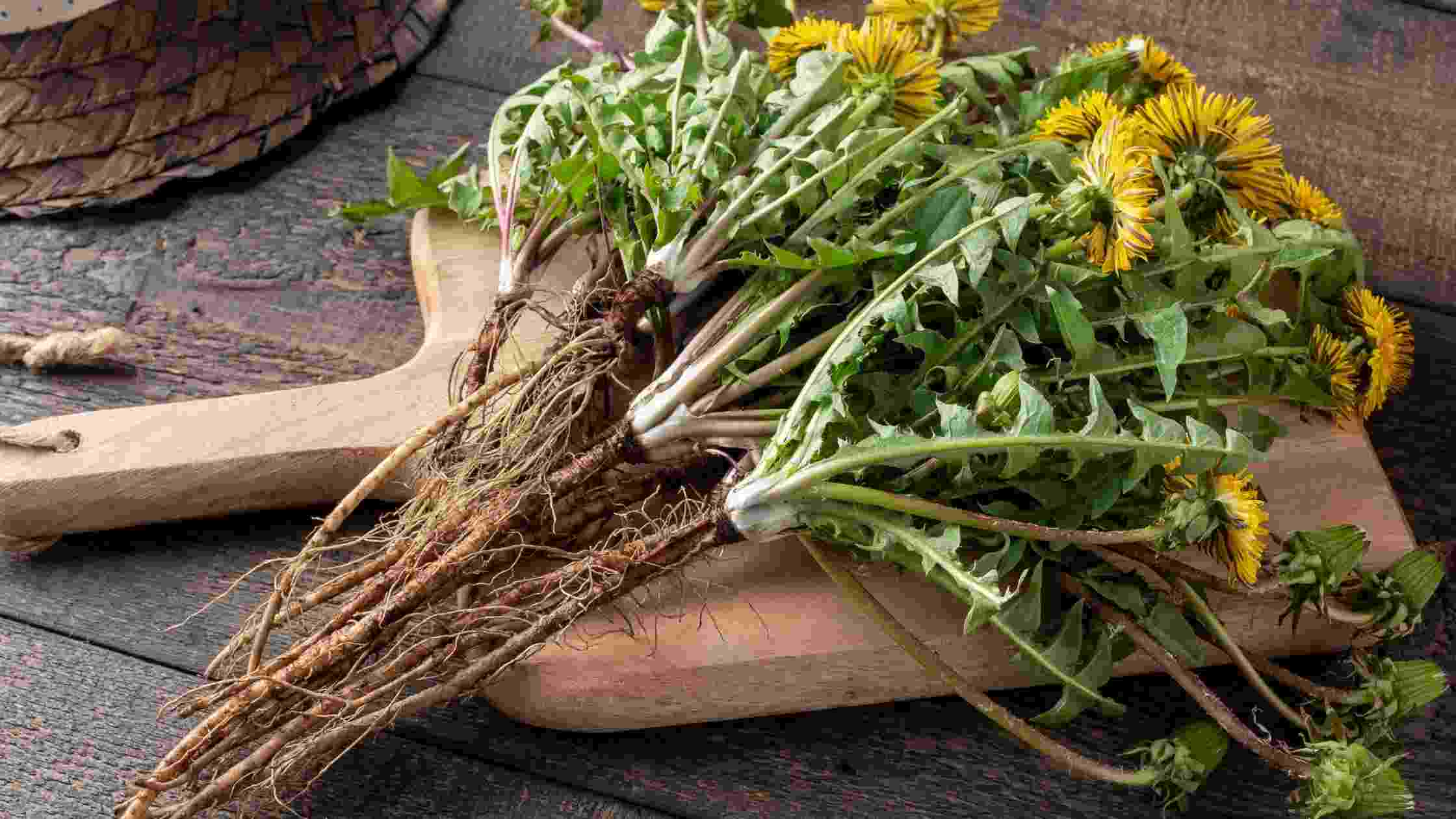 Can You Eat Dandelions From Your Yard? [What You Should Know]