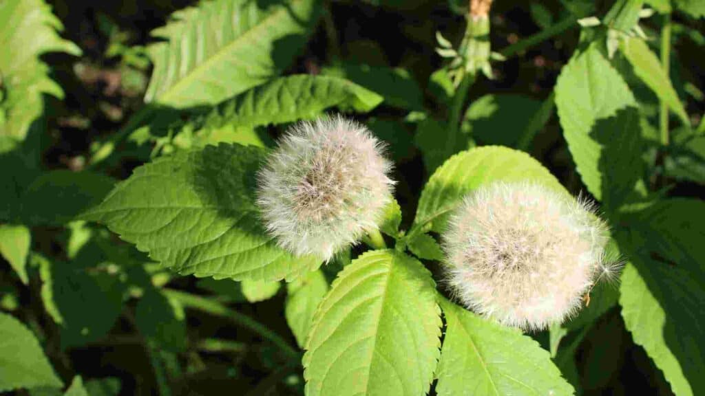 can you eat dandelions straight from the ground