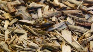 Does Mulch Attract Bugs? [Here’s The Truth]
