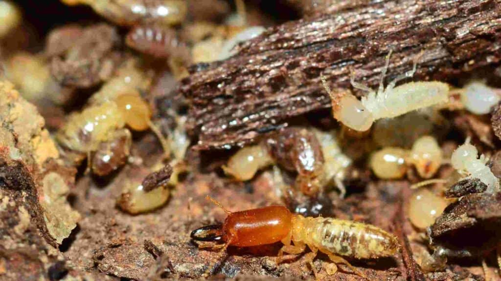 does mulch attract termites