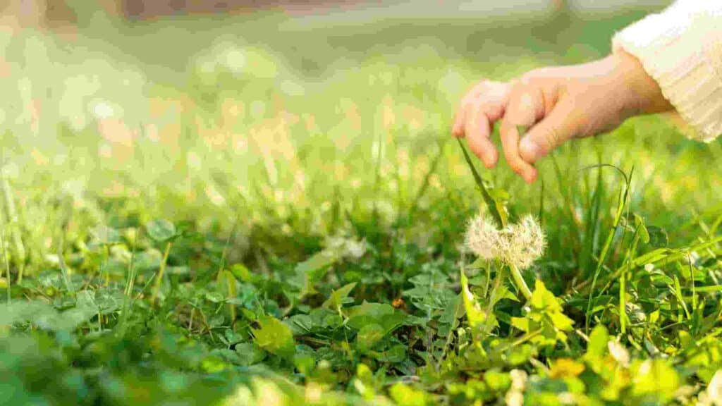 how do you harvest dandelions for eating