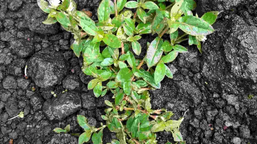 how do you prevent weeds from growing through rocks