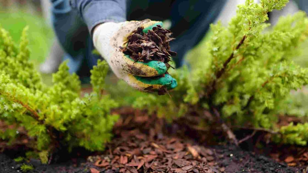 how long does mulch last