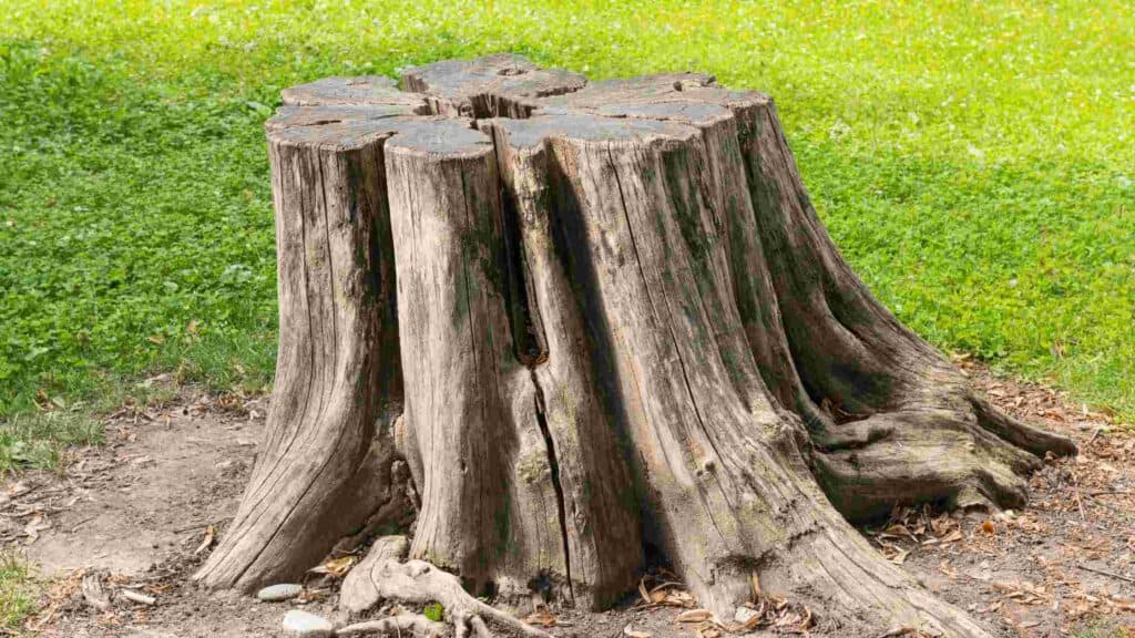 how much does it cost to remove a tree stump