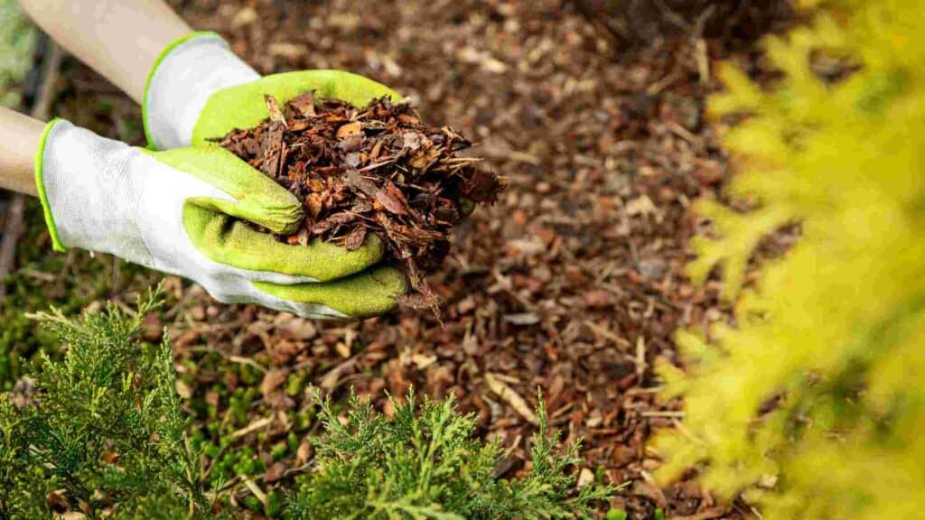 how often to replace mulch
