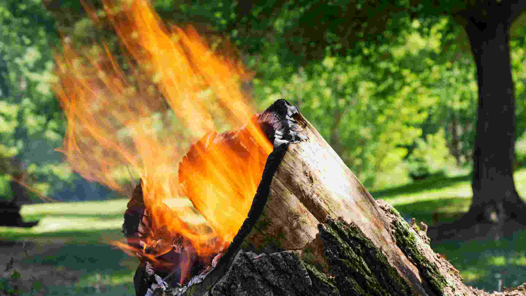 How To Burn A Tree Stump Out Of The Ground [Best Techniques]