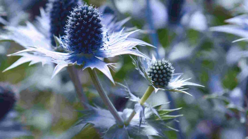 how to control thistle weeds