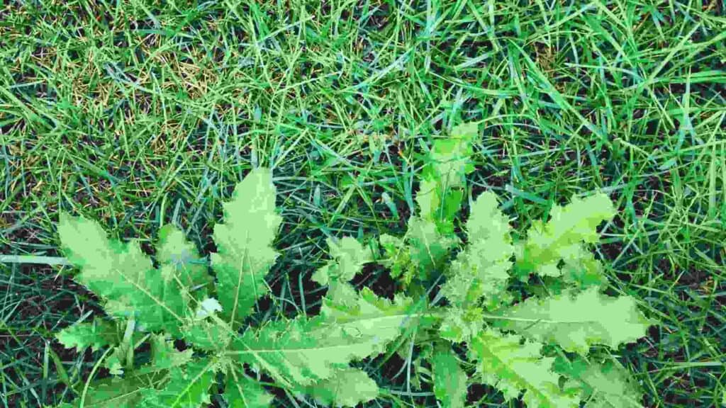 how to fix a lawn full of weeds