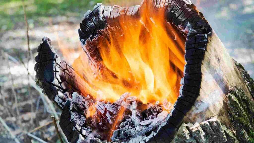 how to get rid of a tree stump with charcoal