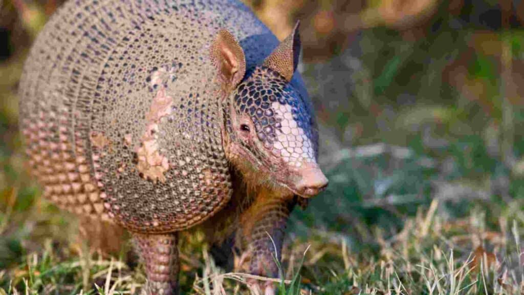 how to get rid of armadillos under the house