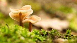 How To Get Rid Of Backyard Mushrooms [Effective Strategies]