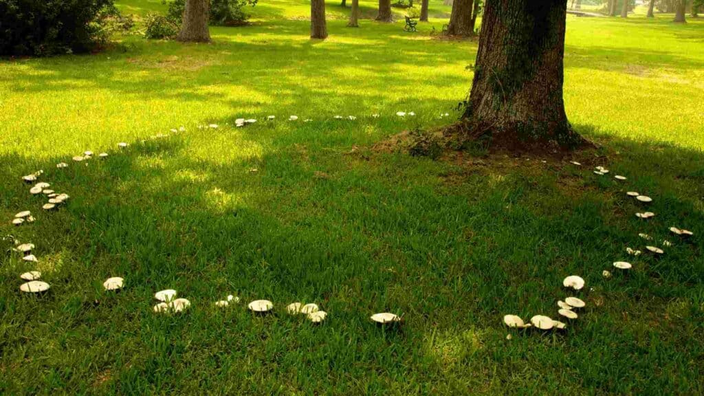 how to get rid of fairy rings in lawn