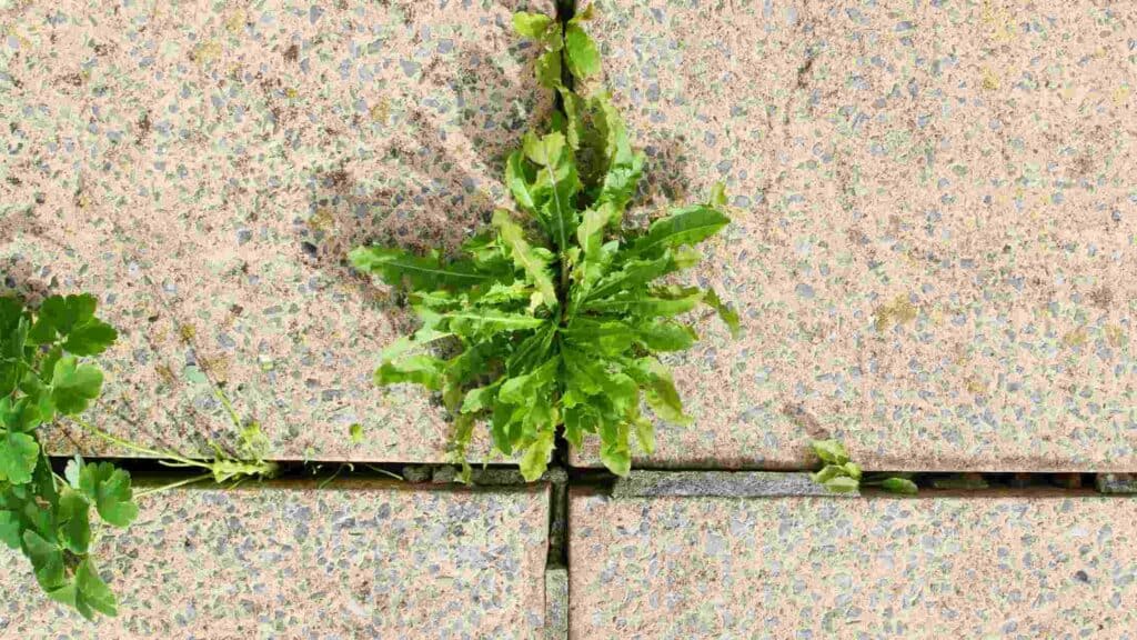 how to get rid of grass and weeds