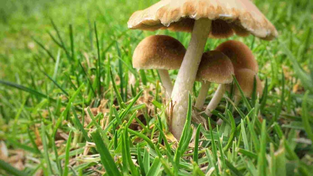 how to get rid of mushrooms in mulch