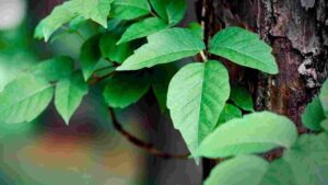 How To Get Rid Of Poison Ivy In The Yard [Prevent Rashes]