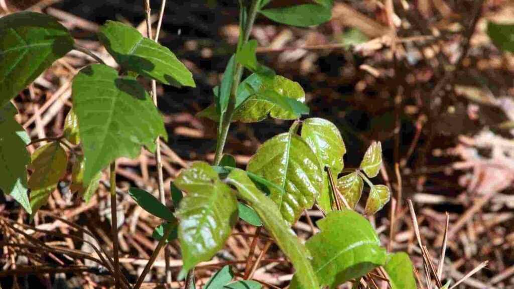 how to get rid of poison ivy in your backyard