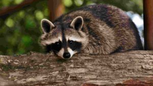 How To Get Rid Of Raccoons Under The Deck [3 Effective Methods]