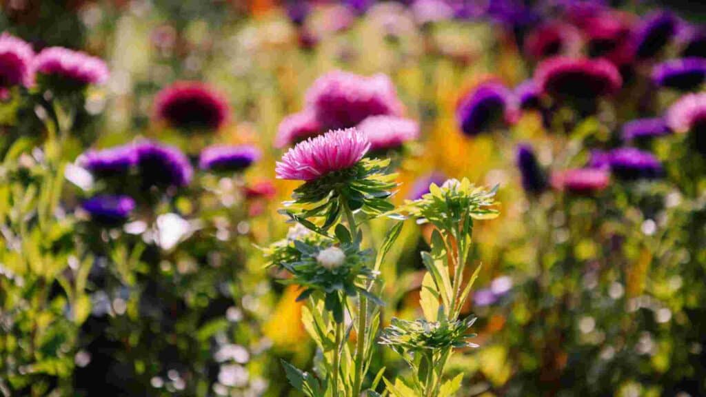 how to get rid of thistle weeds