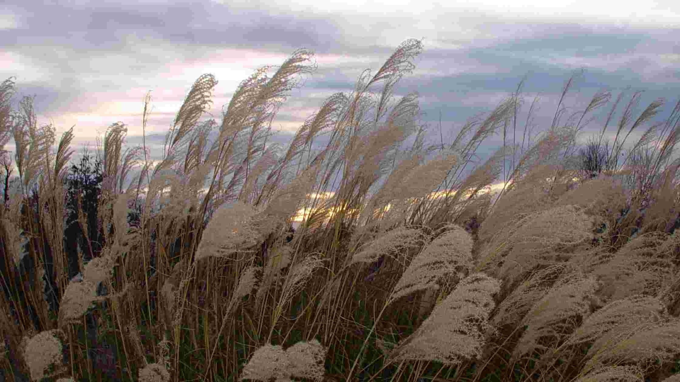 How To Get Rid Of Winter Weeds [Effective Tips For Weed Control]