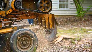 How To Grind A Tree Stump Safely [Tree Stump Removal]