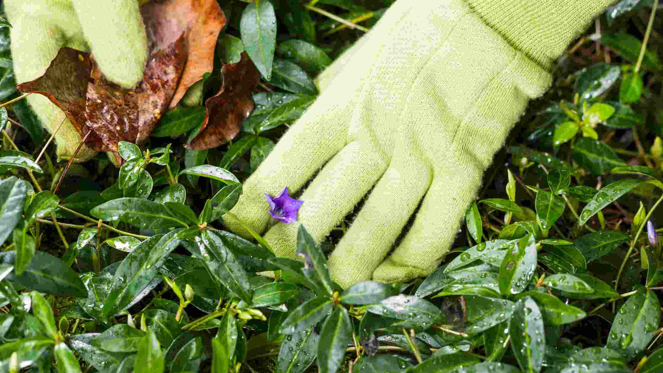 How To Keep Weeds Out Of Flower Beds [Master Weed Control]