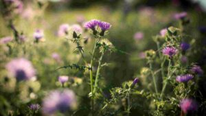 How To Kill Thistle Weeds In Lawn [Tips And Strategies]