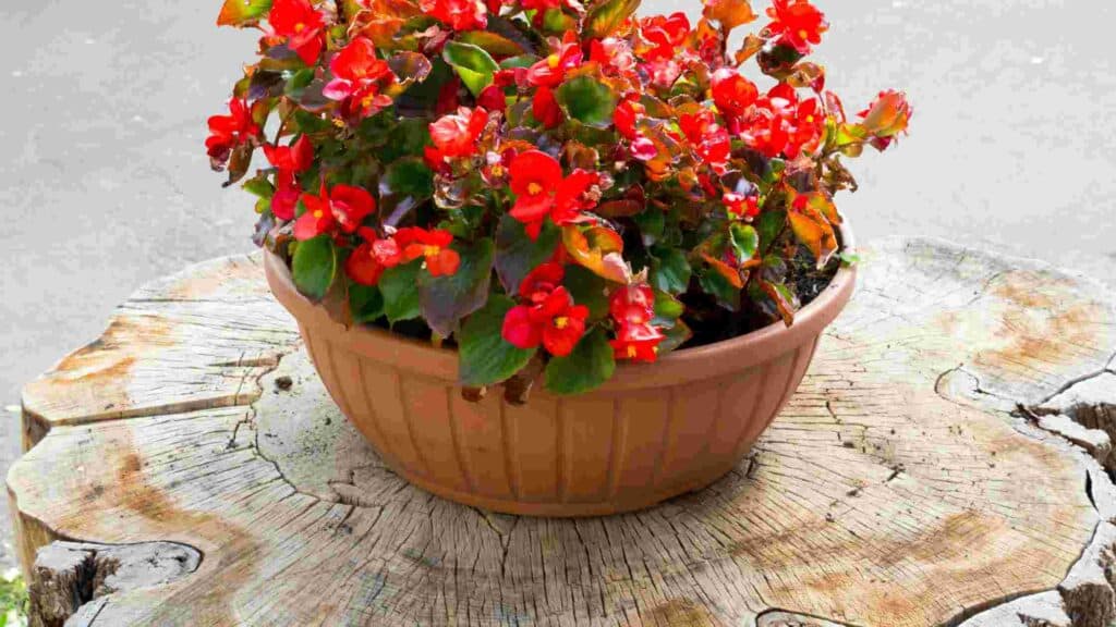 how to make a stump planter