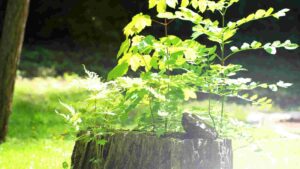 How To Make A Tree Stump Planter [Creative Tree Stump Ideas]