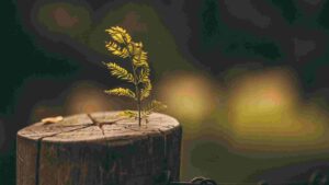 How To Preserve A Tree Stump [4 Ways To Use Them]