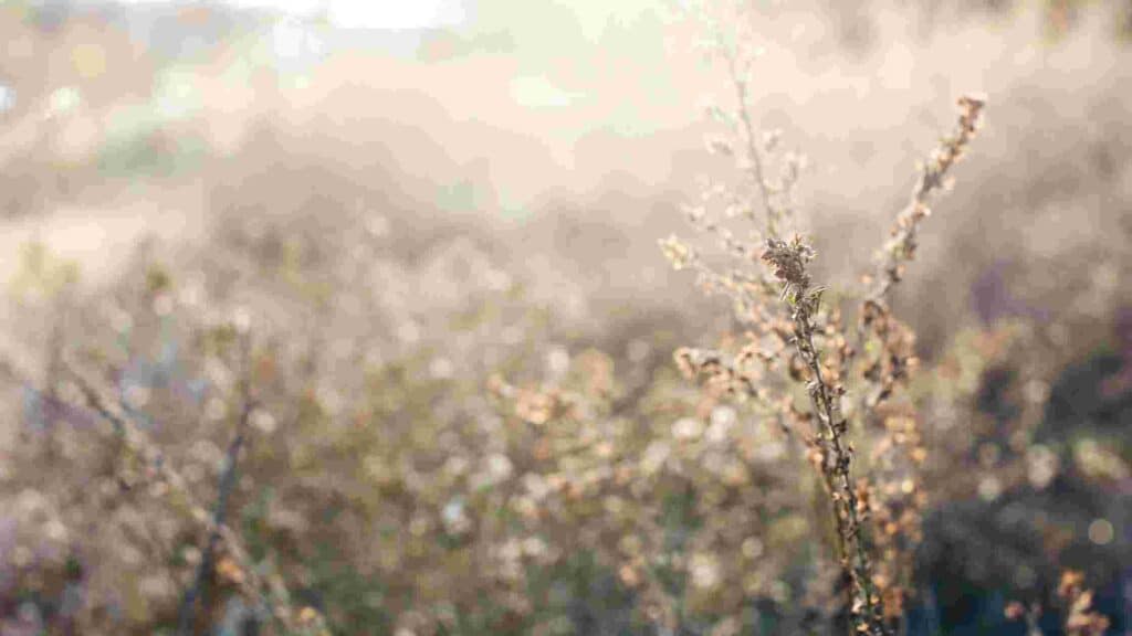 how to prevent winter weeds