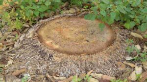 How To Remove A Palm Tree Stump: Step-By-Step Removal Guide