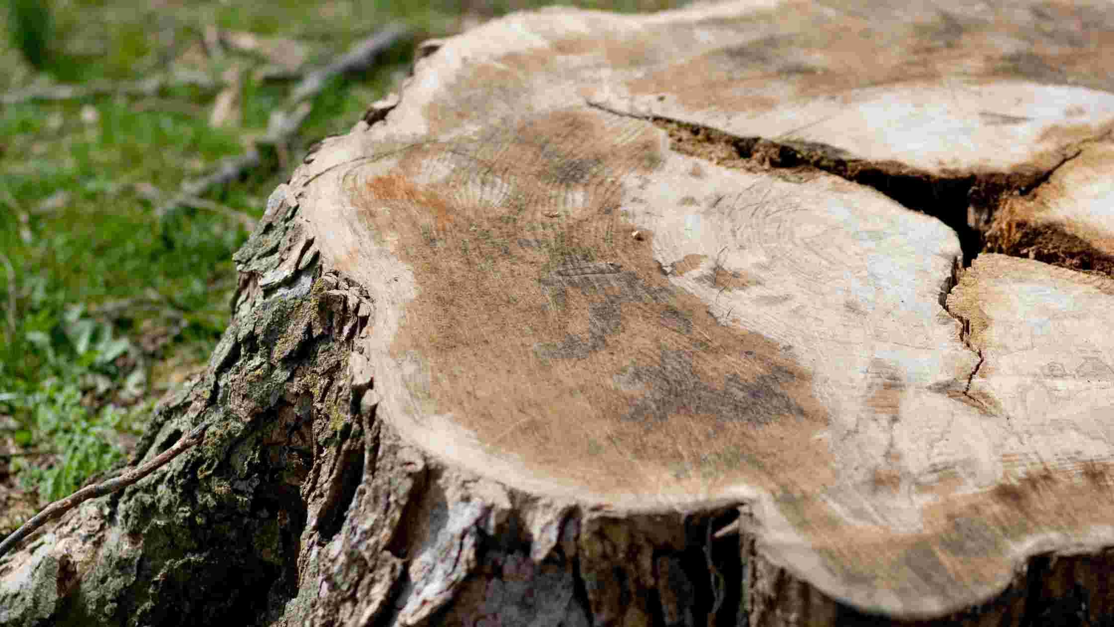 How To Remove A Tree Stump Without A Grinder [DIY Methods]