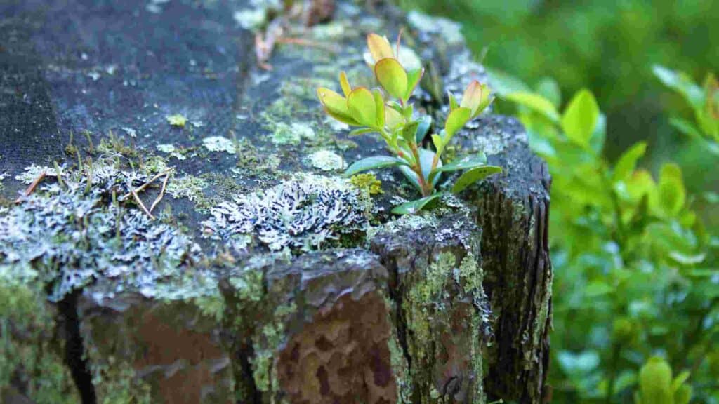how to stop tree sprouts