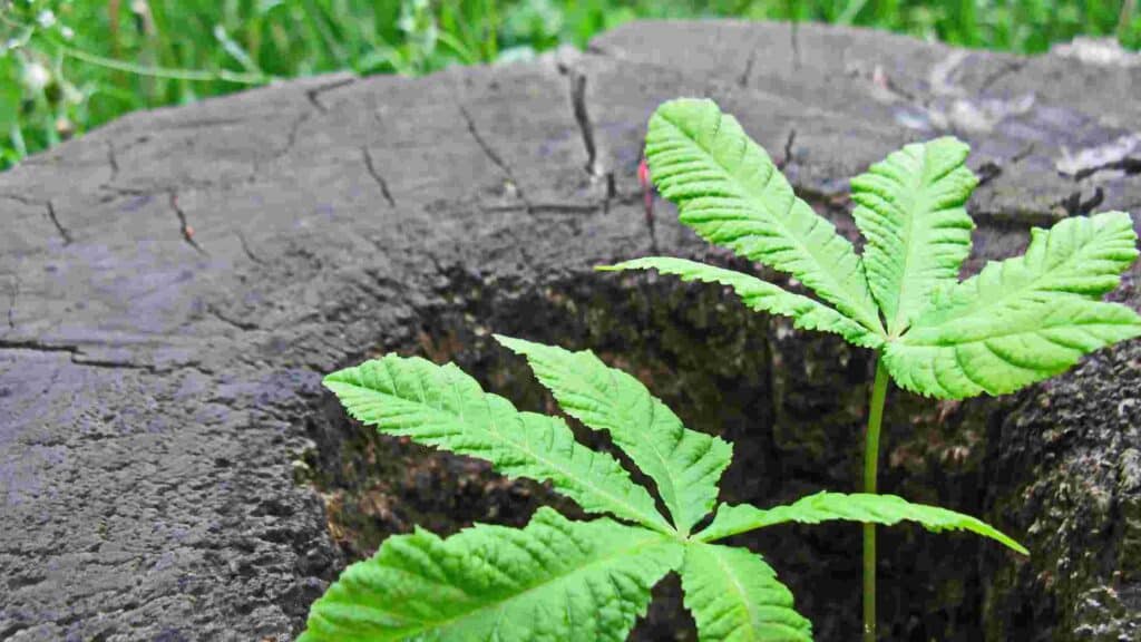 how to stop tree sprouts from stump