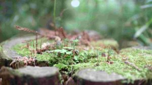 How To Stop Tree Stumps From Sprouting After Tree Removal
