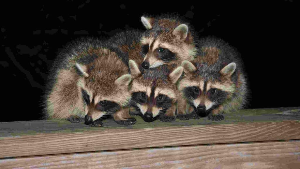 is it bad to have raccoons under your deck