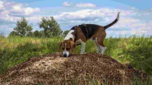 Is Mulch Safe For Dogs? [A Must-Read Guide For Pet Owners!]