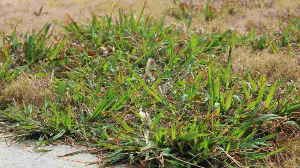 kill winter weeds in lawn