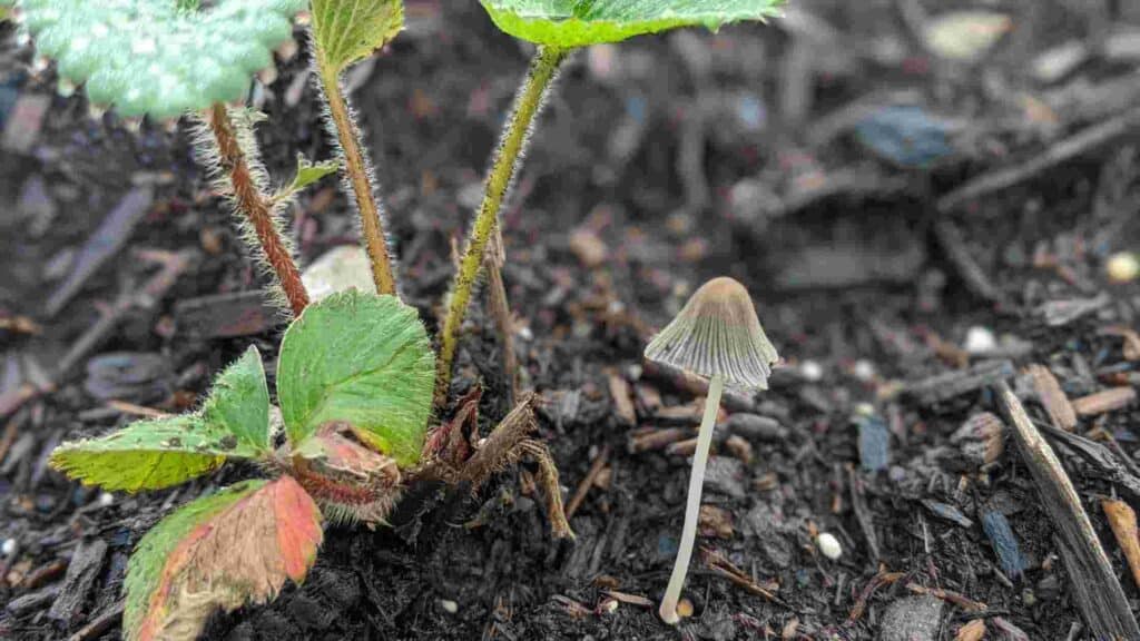 should you remove mushrooms from mulch