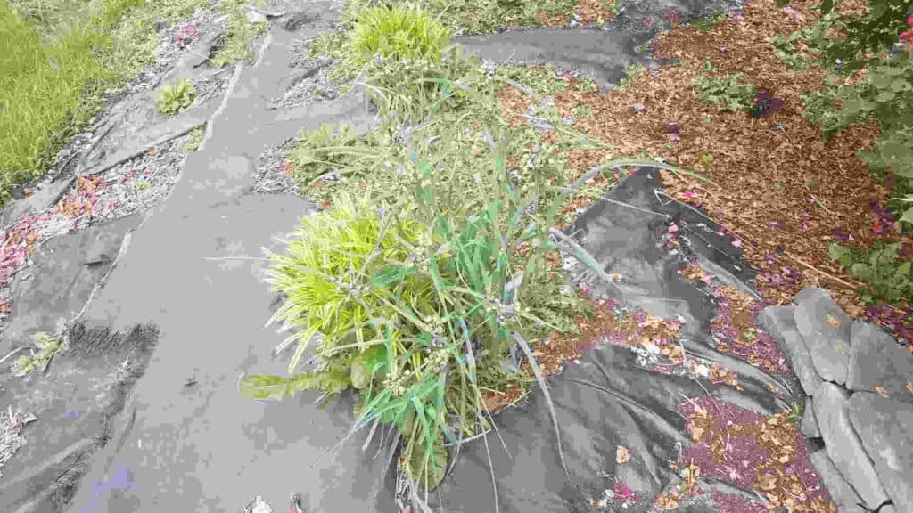 synthetic mulch