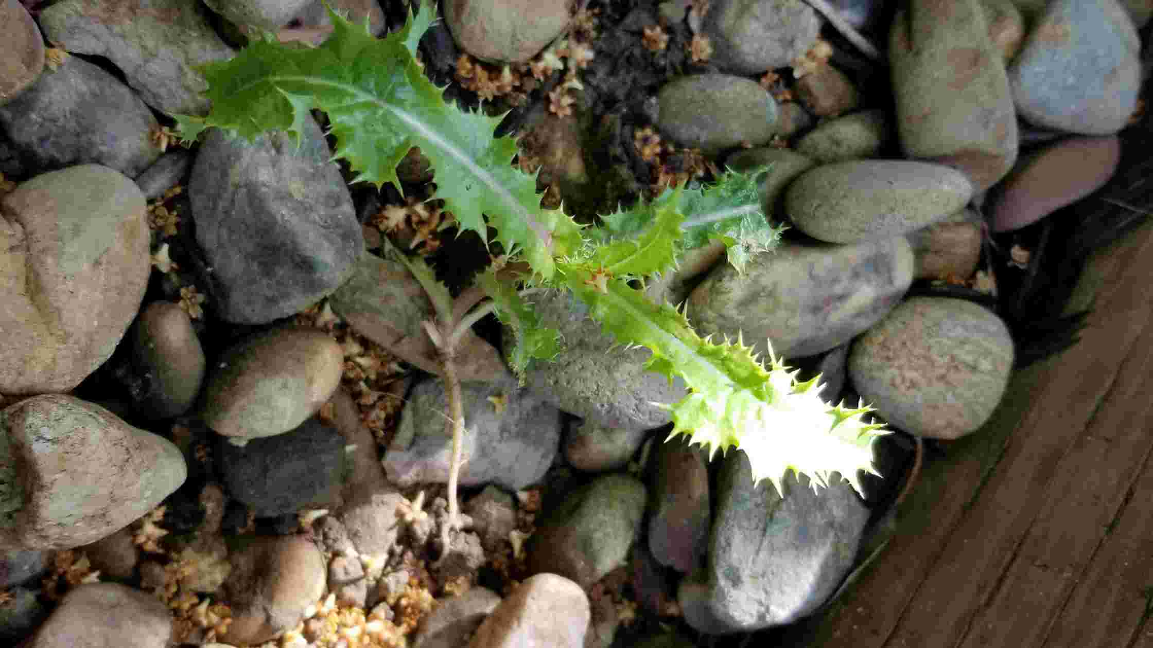 What To Put Under Rocks To Prevent Weeds [Ultimate Solution]