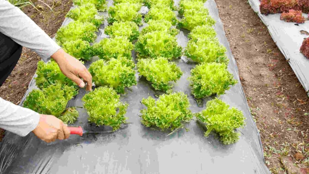 what to put under rocks to stop weeds
