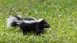 Can Skunks Climb Fences? [What You Should Know]