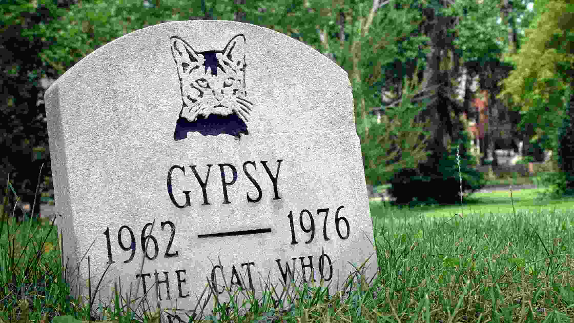 can-you-bury-a-cat-in-your-backyard-the-surprising-truth