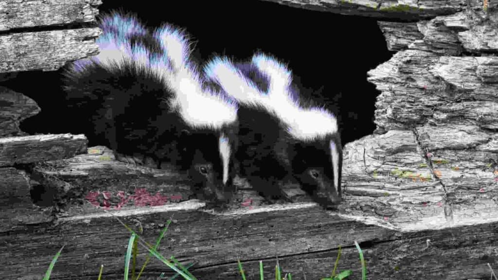 how do i get rid of skunks in my yard