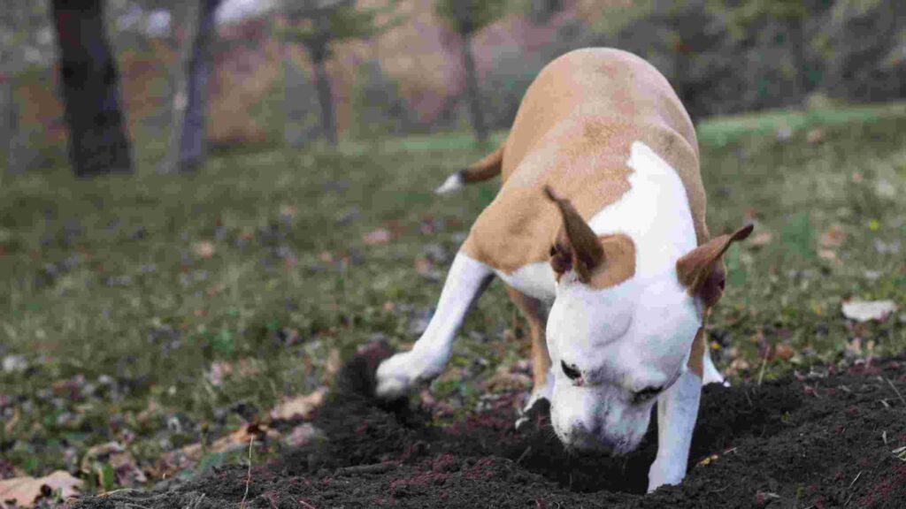 how do you stop dogs digging holes