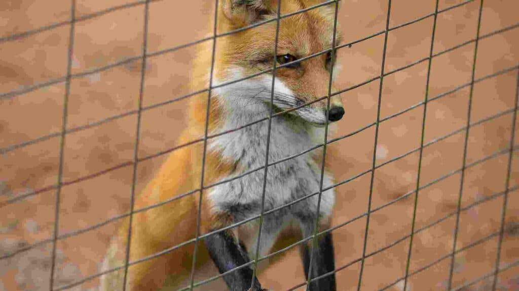 how high can foxes climb